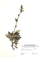 藏品(艾)的圖片